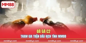 Đá Gà C2 MM88
