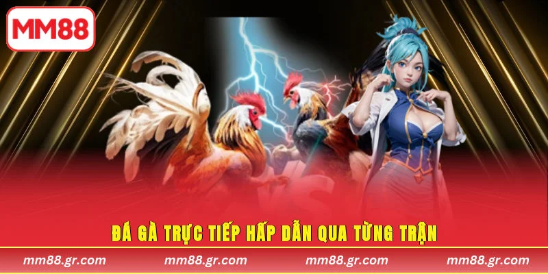 Đá gà trực tiếp hấp dẫn qua từng trận